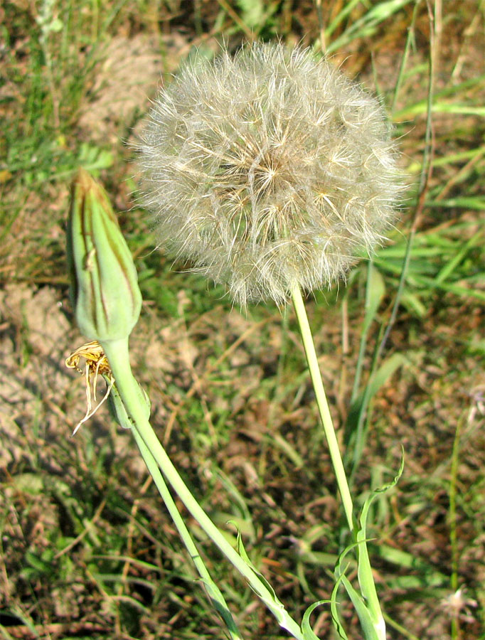 Изображение особи Tragopogon dubius ssp. major.