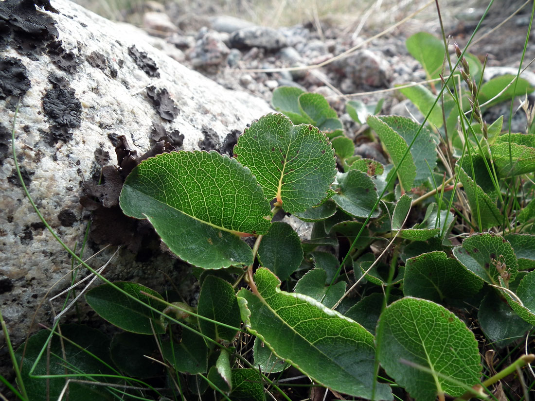 Изображение особи Salix herbacea.