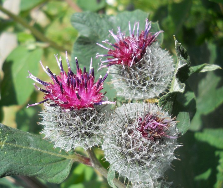 Image of Arctium tomentosum specimen.