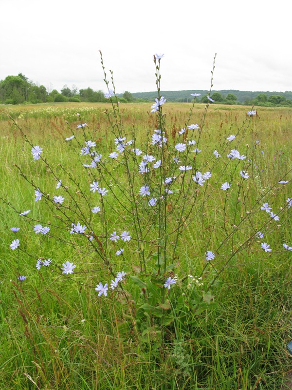 Изображение особи Cichorium intybus.