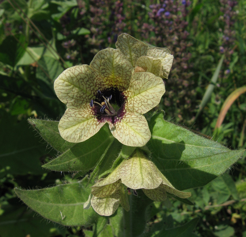 Изображение особи Hyoscyamus niger.