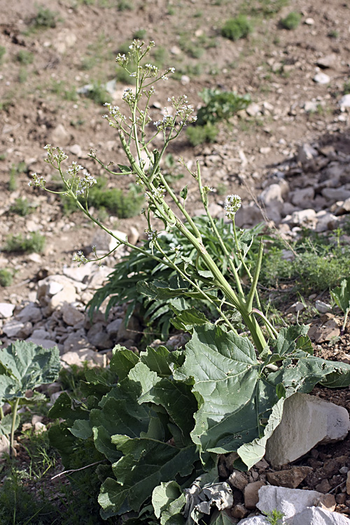 Image of Crambe kotschyana specimen.