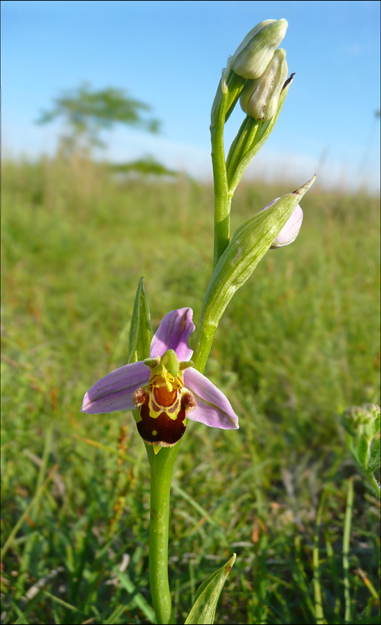 Изображение особи Ophrys apifera.