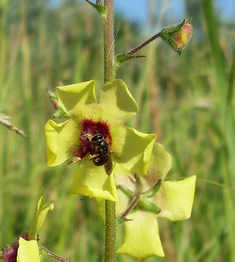 Image of Verbascum blattaria specimen.
