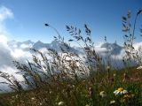 Festuca brunnescens