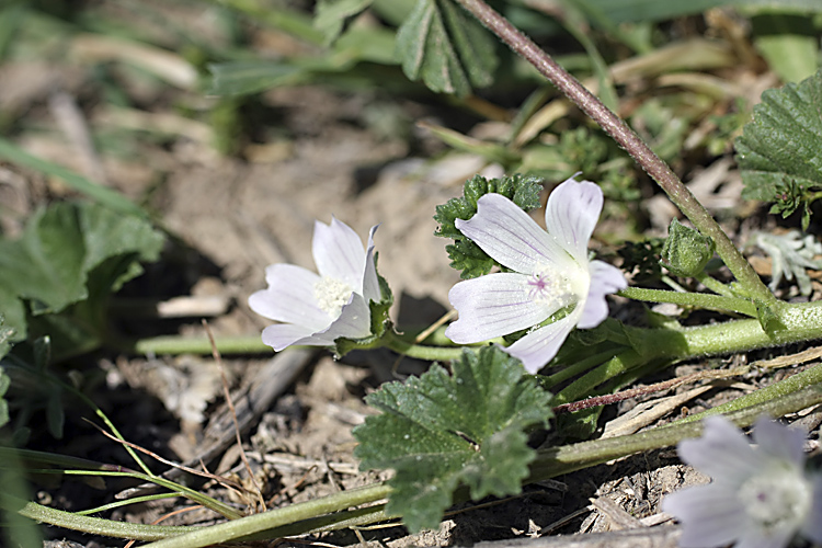 Изображение особи Malva neglecta.
