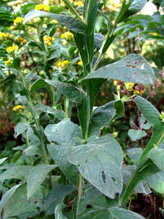 Изображение особи Inula thapsoides.