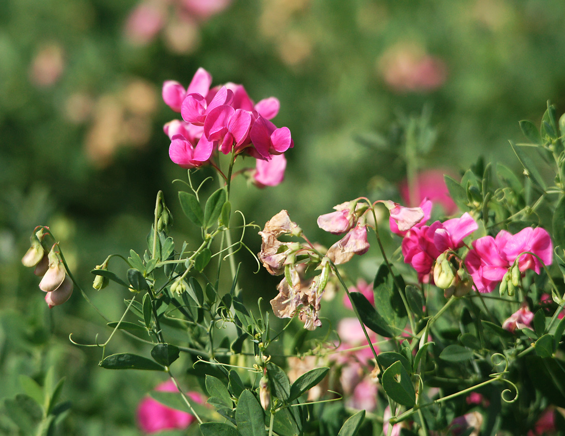 Image of Lathyrus tuberosus specimen.