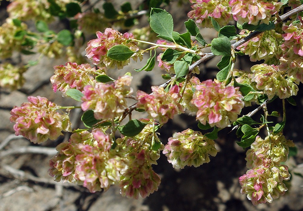 Image of Atraphaxis pyrifolia specimen.