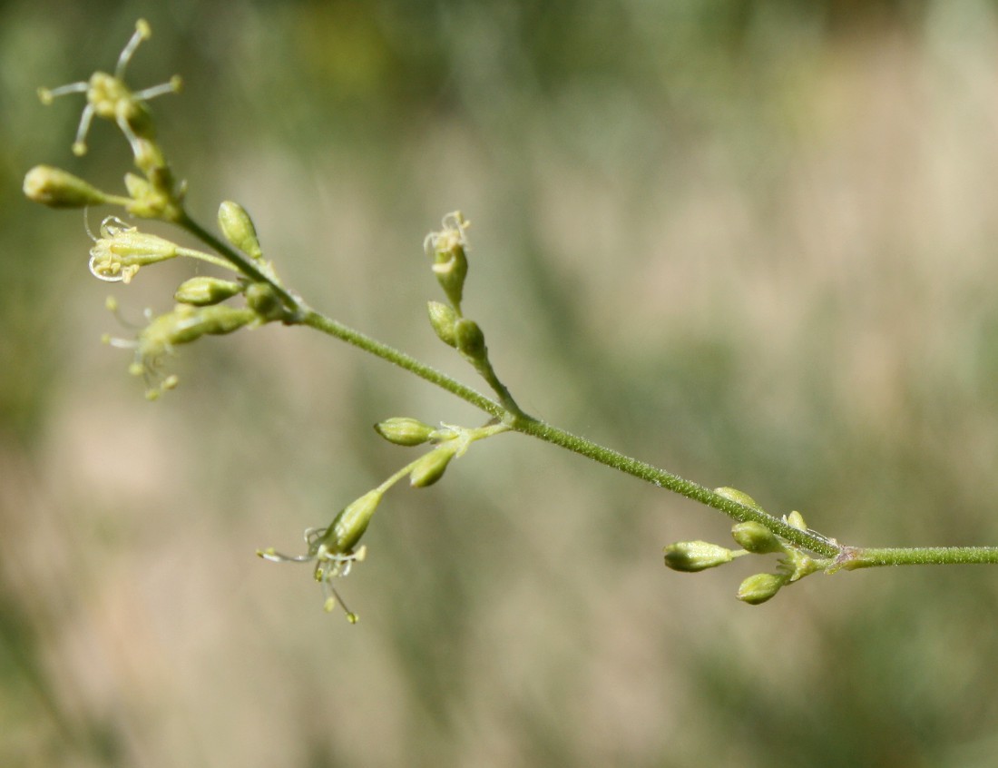 Изображение особи Silene borysthenica.