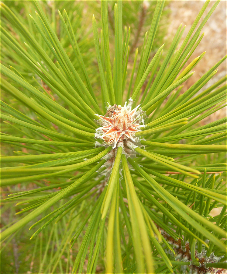 Image of Pinus pallasiana specimen.