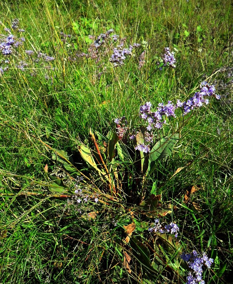 Изображение особи Limonium gmelinii.