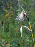 Eriophorum angustifolium