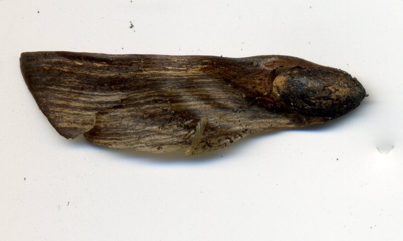 Image of Pinus pinaster specimen.