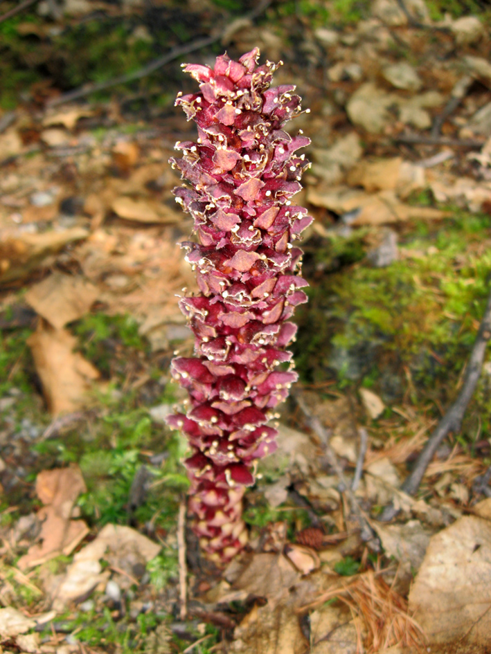 Image of Boschniakia rossica specimen.