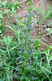 Echium vulgare. Цветущее растение. Нижегородская обл., Кстовский р-н, пойма р. Кудьма, край пашни. 14.07.2011.