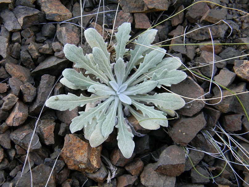 Изображение особи Echinops humilis.