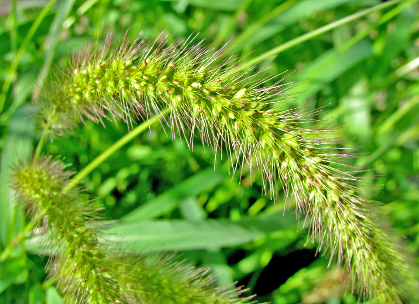 Image of Setaria pycnocoma specimen.