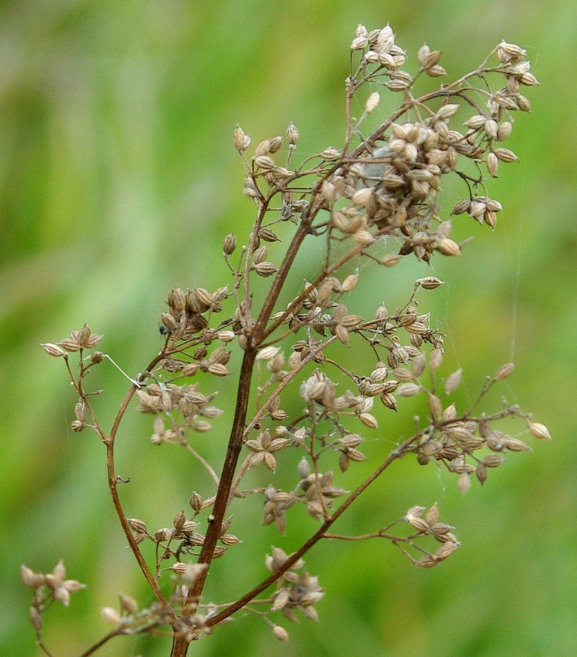 Изображение особи Thalictrum lucidum.