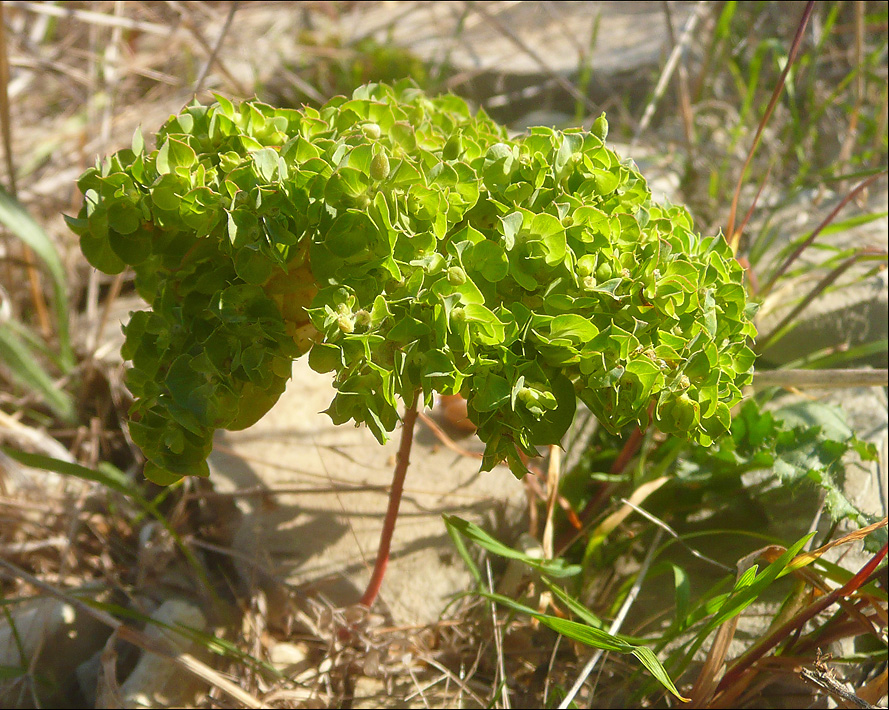 Image of Euphorbia falcata specimen.