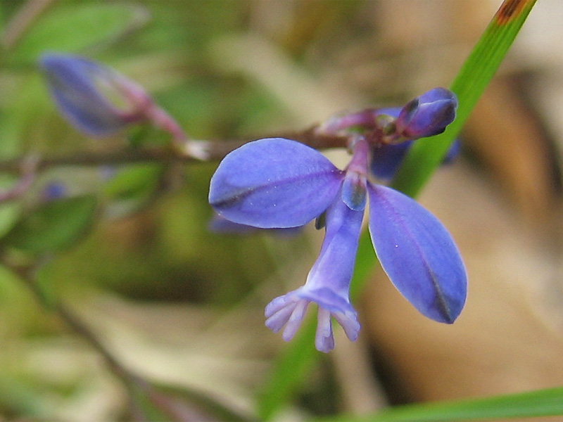 Image of Polygala serpyllifolia specimen.