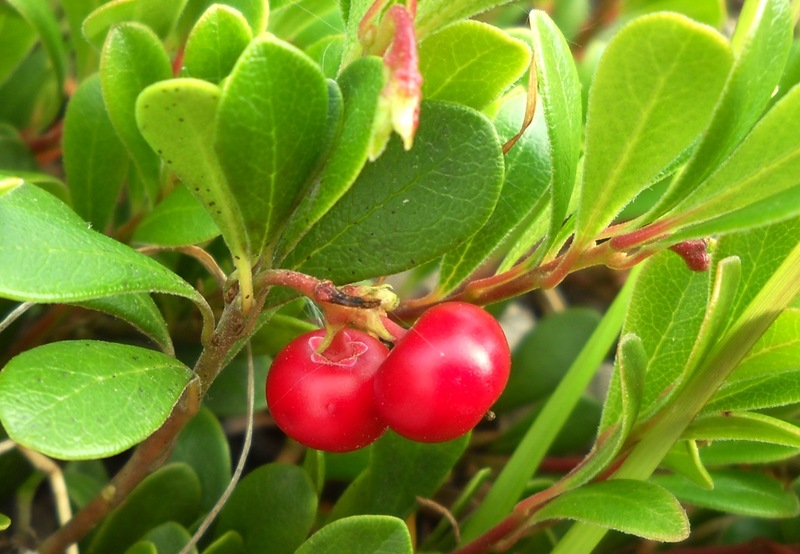 Изображение особи Arctostaphylos uva-ursi.