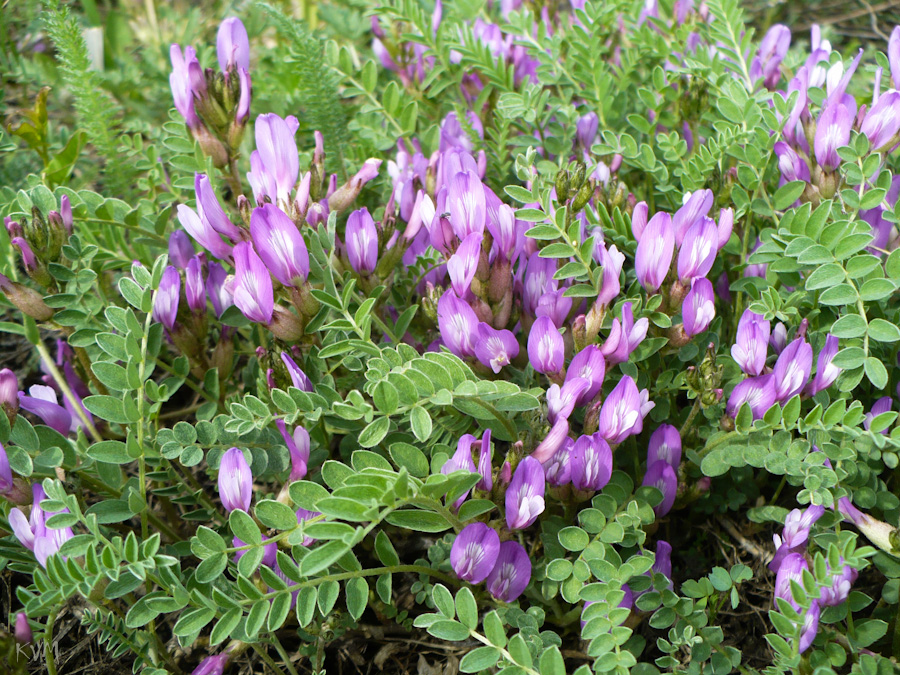 Изображение особи Astragalus megalanthus.