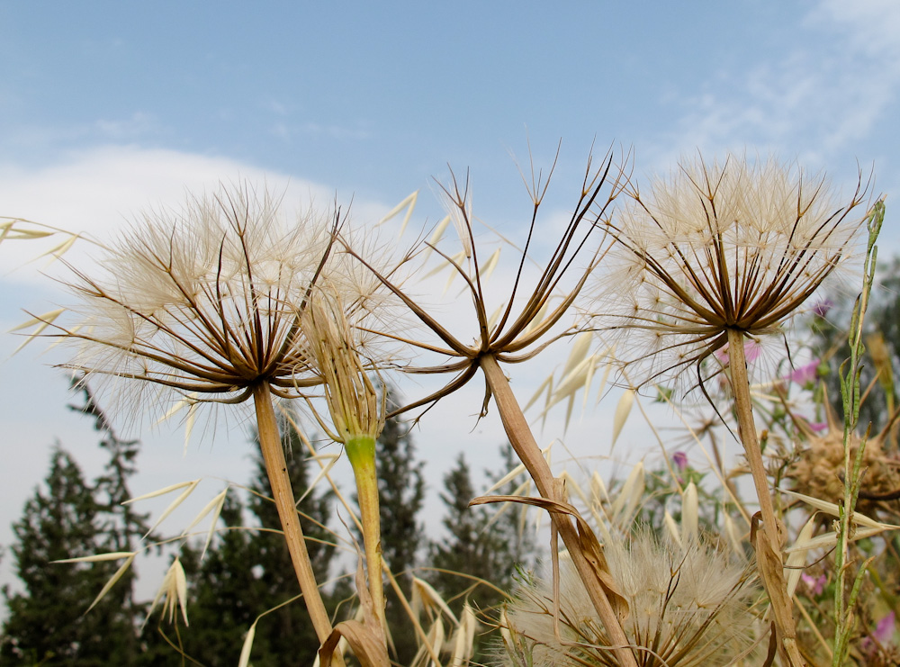 Изображение особи Geropogon hybridus.