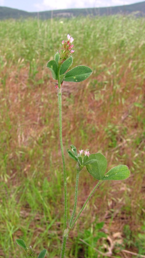 Image of Trifolium squamosum specimen.