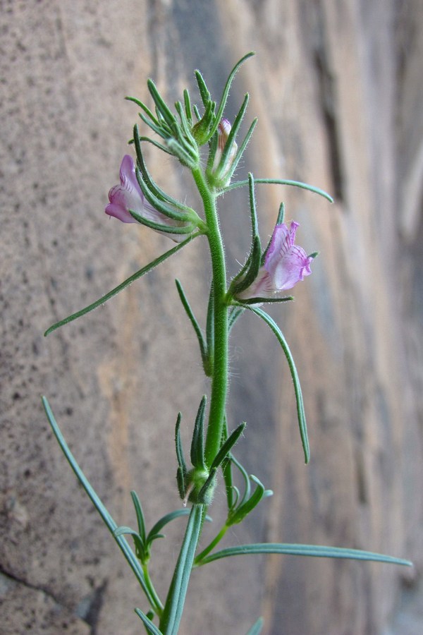 Image of Misopates orontium specimen.