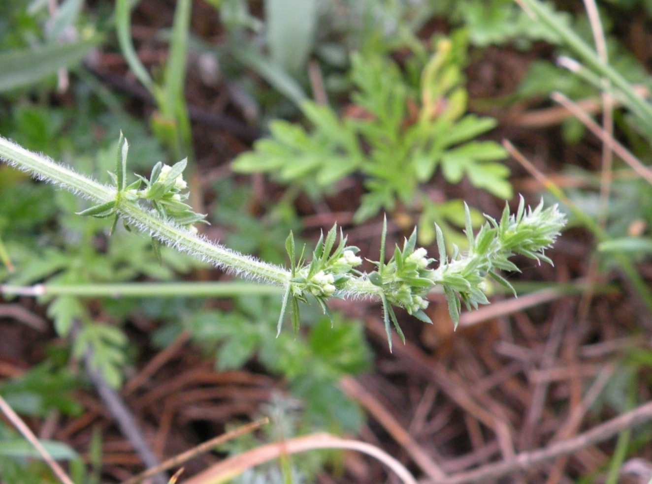 Изображение особи Galium humifusum.