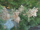genus Tamarix. Верхушка ветви с соплодиями. Южный берег Крыма, окр. пгт Партенит, у моря. 20 мая 2012 г.