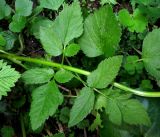 Aegopodium latifolium