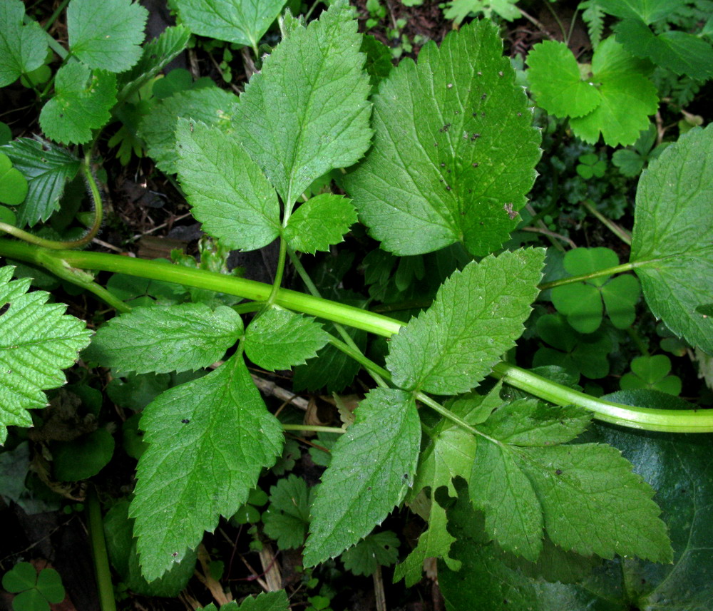 Изображение особи Aegopodium latifolium.