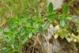 Thymus mongolicus