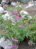 Chamaenerion latifolium