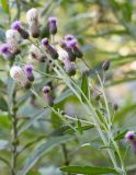 Cirsium setosum