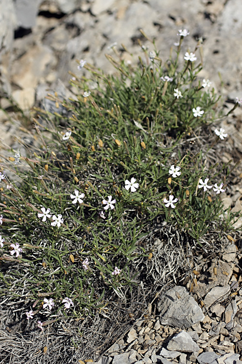 Image of Silene guntensis specimen.