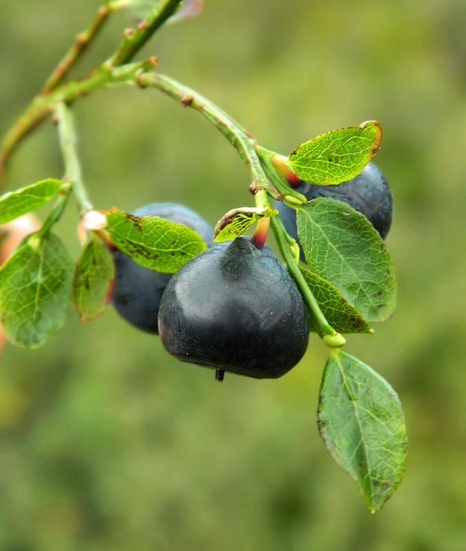 Image of Vaccinium myrtillus specimen.