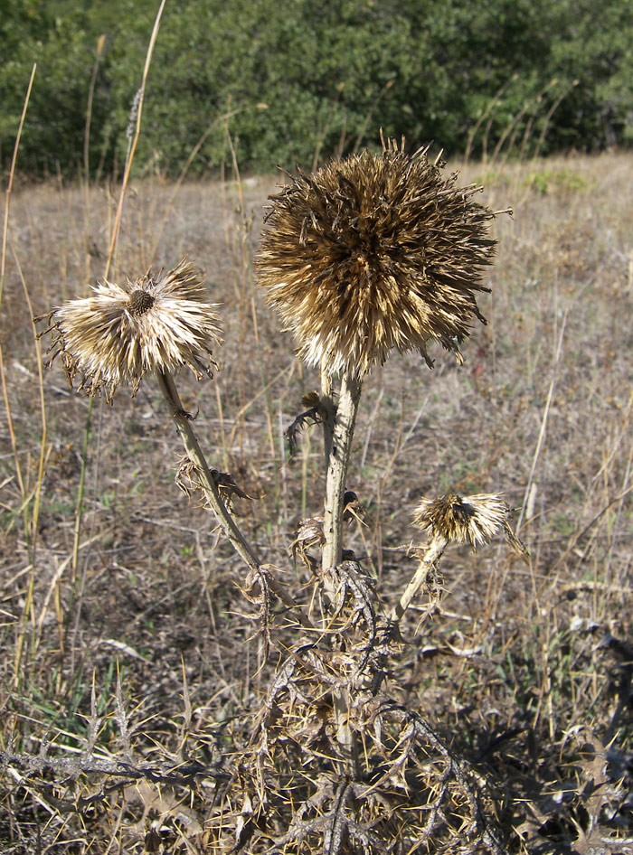 Image of Echinops orientalis specimen.