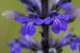 Ajuga reptans