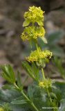 Cruciata taurica