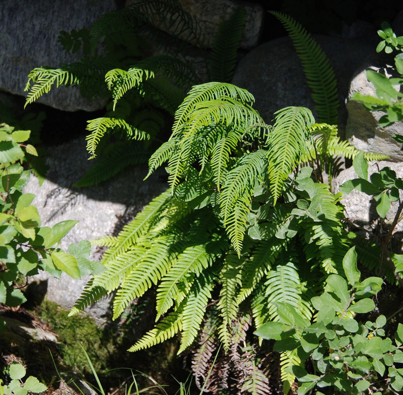 Image of Blechnum spicant specimen.