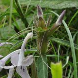 Barleria cristata. Верхушка растения с соцветием. Горы Кумаон, Индия. 23.09.2012.