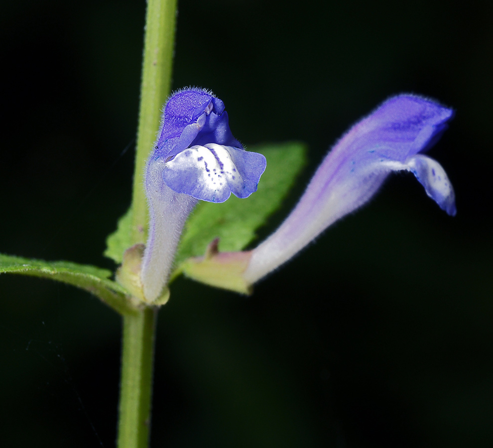 Image of Scutellaria galericulata specimen.