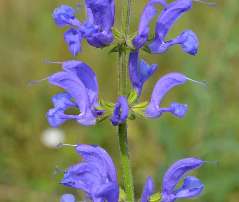 Image of Salvia stepposa specimen.