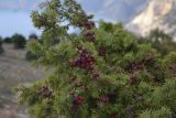 Juniperus deltoides. Ветви с созревающими шишкоягодами. Крым, окр. Севастополя, Караньское плато. 9 ноября 2012 г.