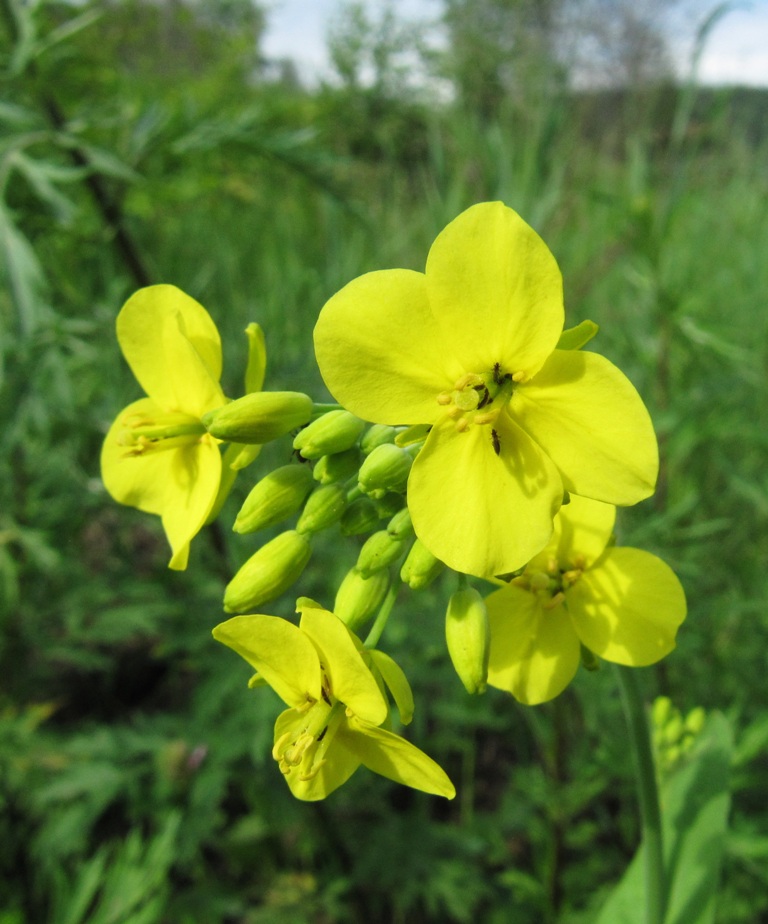 Image of Brassica campestris specimen.