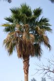 Washingtonia robusta