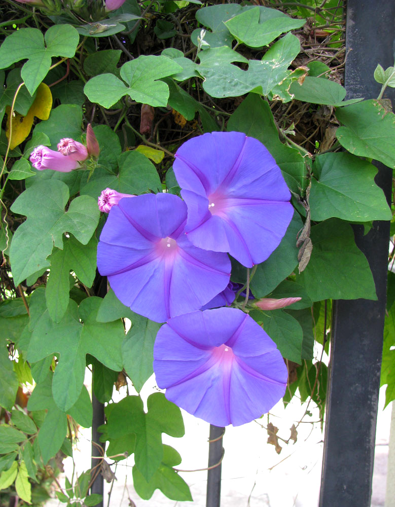 Image of Ipomoea indica specimen.